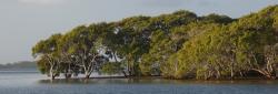 Mangrove Island in Moreton Bay Marine Park